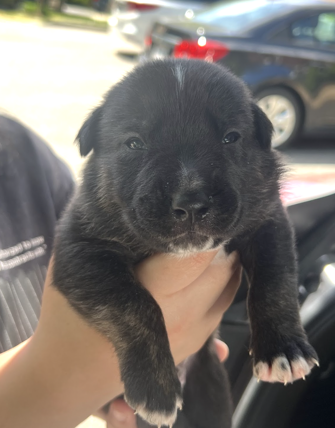 MOMMA IRIS' LITTER: TROOPER — Petey & Furends